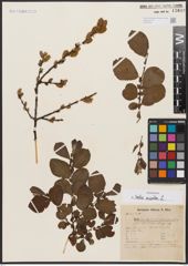 Foto von Salix aurita L.